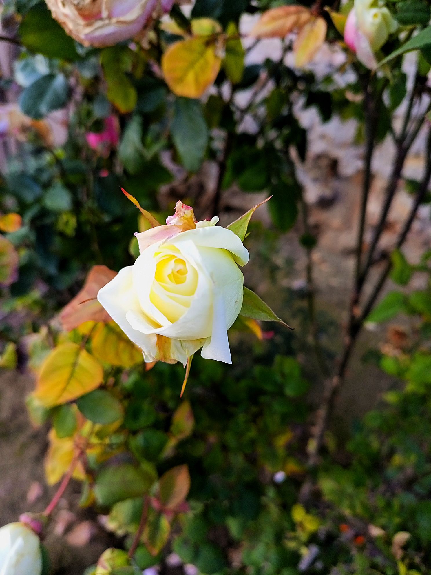 Explore ClickASnap Image