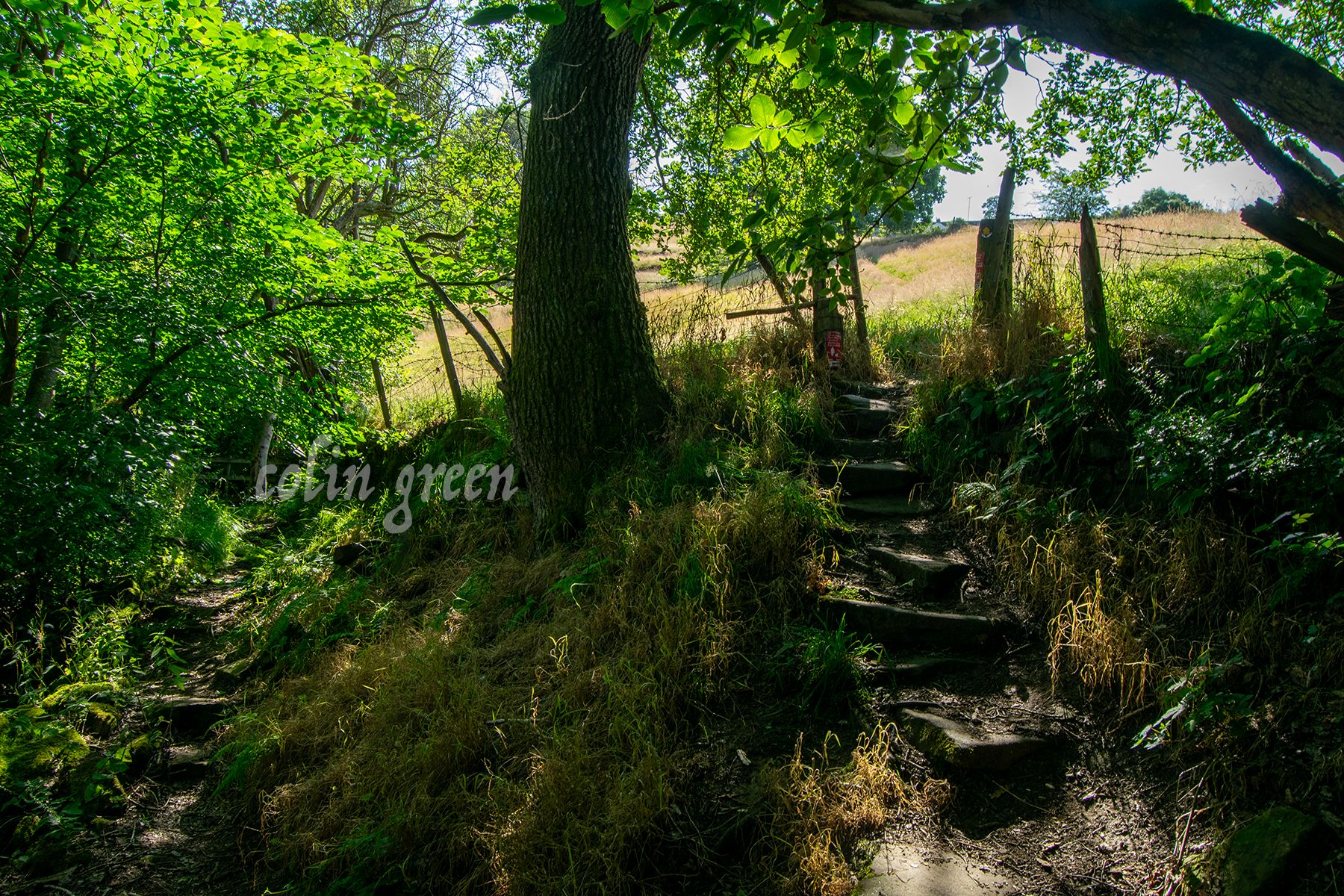 A stone staircase leads up a hillside through a lush green forest. Sunlight filters through the leaves, casting dappled shadows on the path.