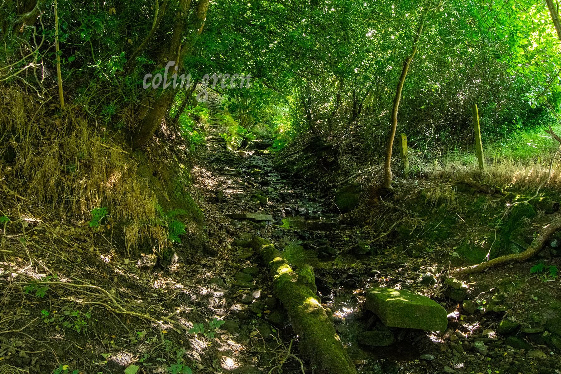 A small stream flows through a sunlit forest, surrounded by lush greenery. A fallen log crosses the stream, and moss covers the rocks along the bank.