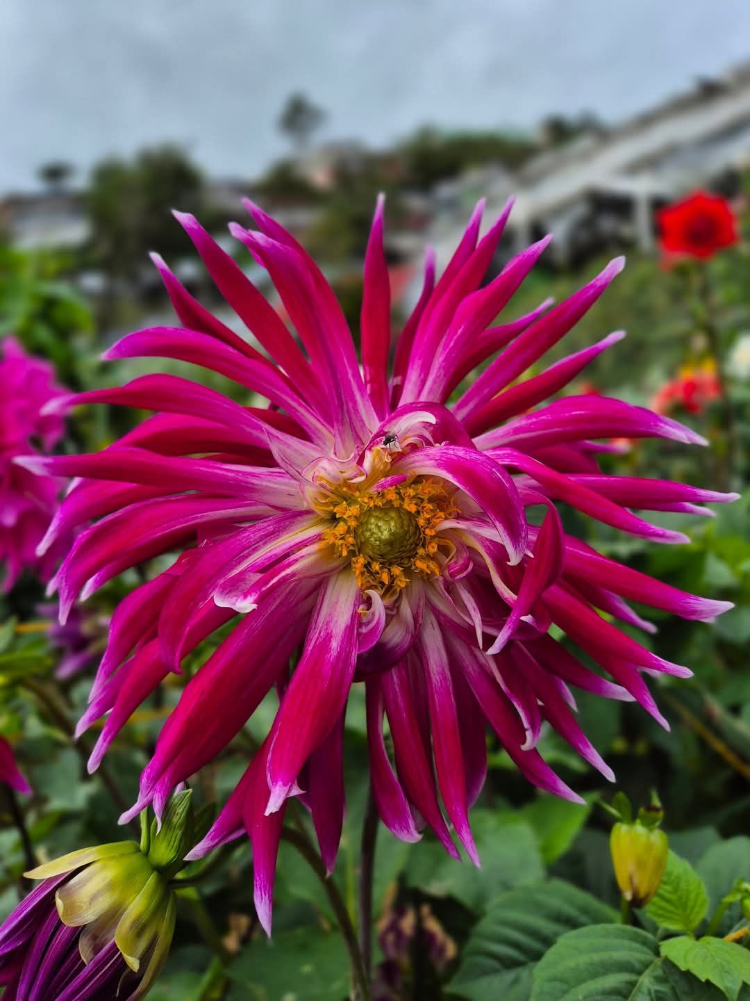 Dahlia Plants in Northern Blossom Atok Benguet