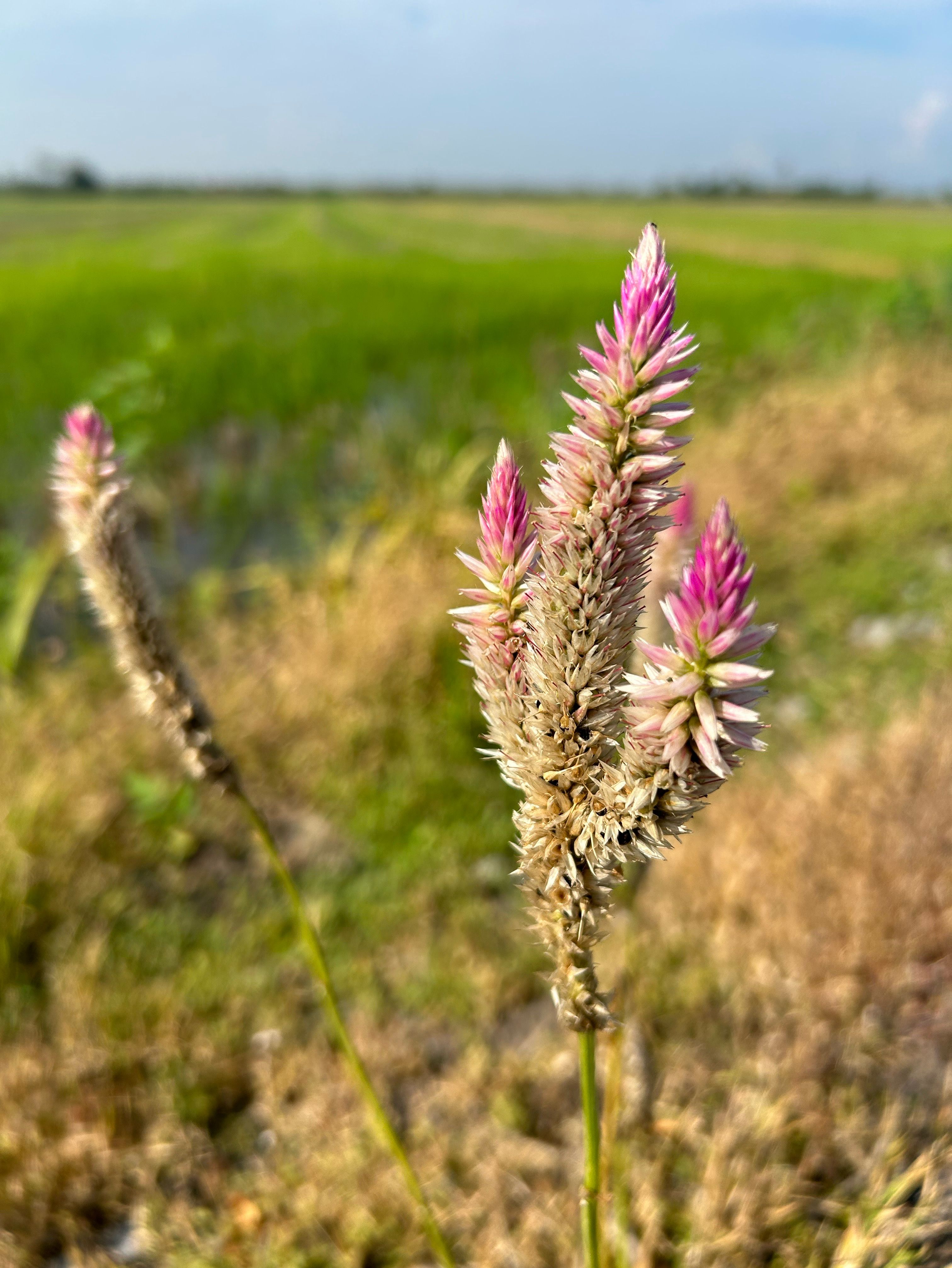 “Photo of flowers that grow itself without planting besides the paddy field”