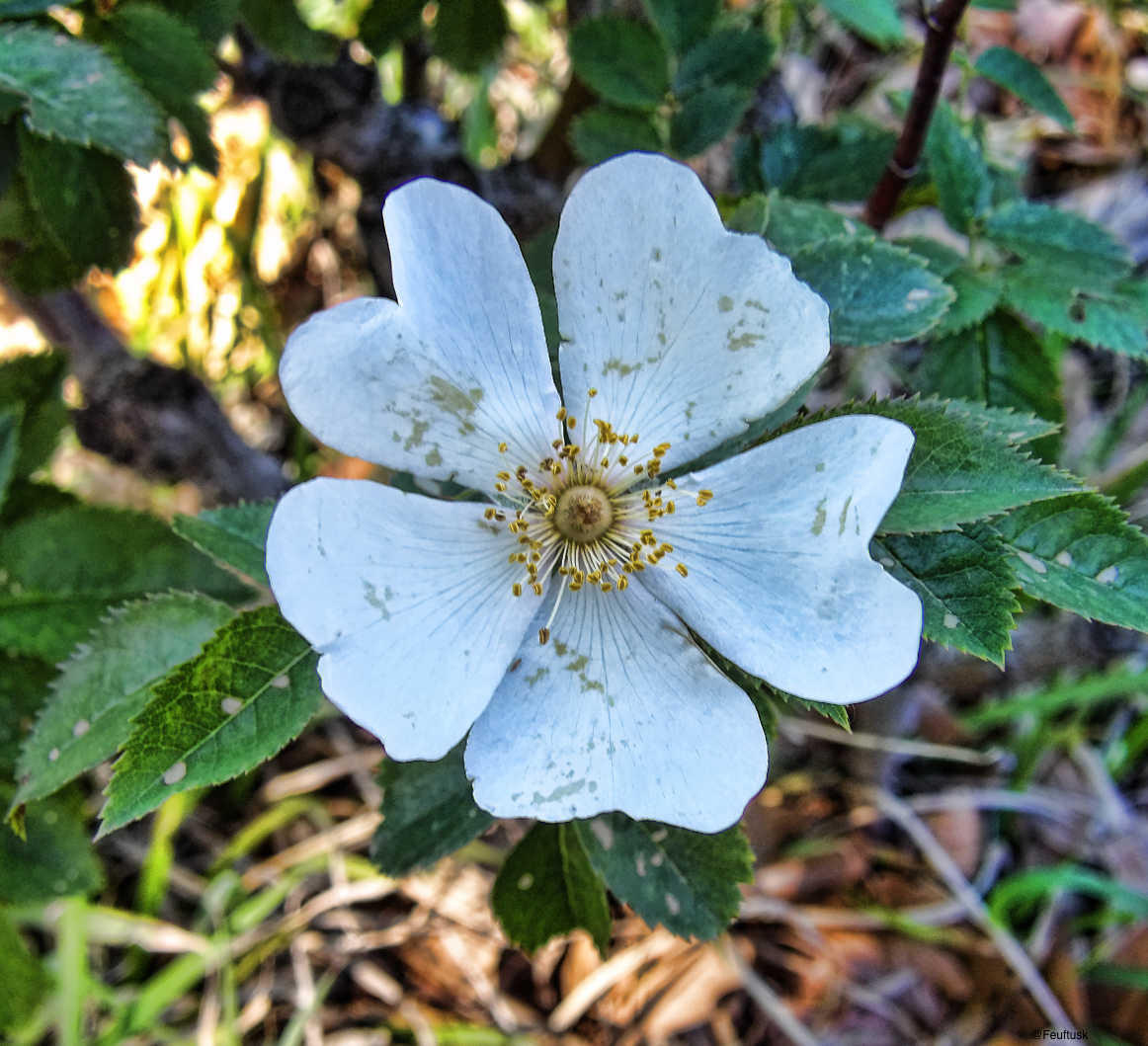 Explore ClickASnap Image