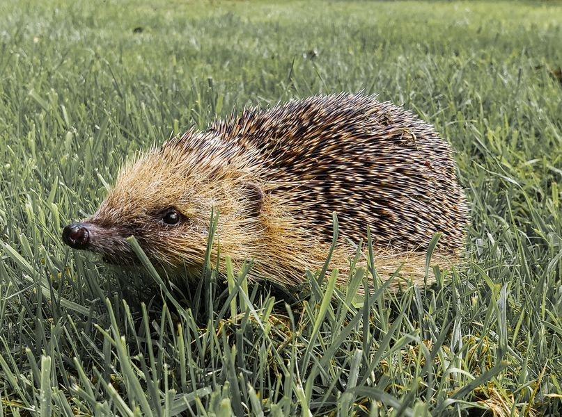 Close up of hedgehog on lawn grass