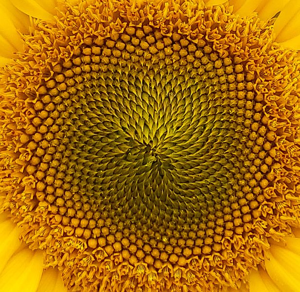 Close up of the spiral patterns of a yellow sunflower seed head.