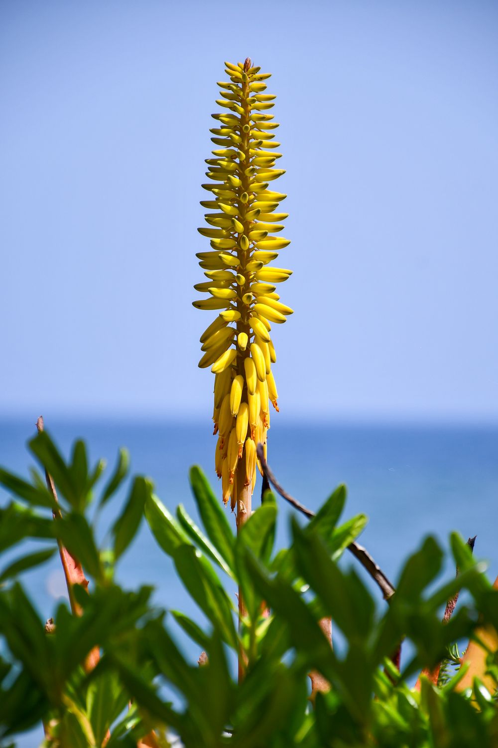 Vibrant Yellow Aloe Flower Blooming by the Ibiza Coast | Clickasnap
