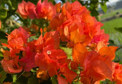 To compare which one looks better, here’s a close-up of the orange bougainvillea. Which do you think is more beautiful, this one or the yellow?