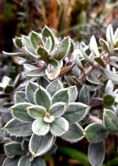 A beautiful succulent growing at the Sequia (water ) canal which provides all the fields down here with water from the lagoons in the highlands.