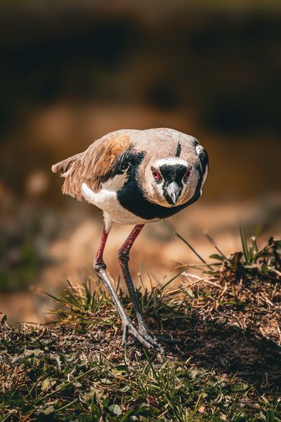 This small alcaravan bird protecting its nest from threats and strangers, the surprising thing is that the nest at floor level almost without any protection unlike other birds that nest on branches or in the high parts of the trees