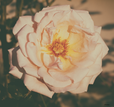 Closeup of a gorgeous pink rose in the sun 
By : Feuftusk
📷 Pentax K100D