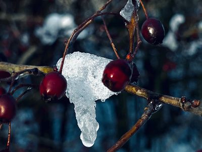 Darkred berries in a winter still life. The blue filtered light that is reflected in the snow in the background is visible to the eye during the winter season.