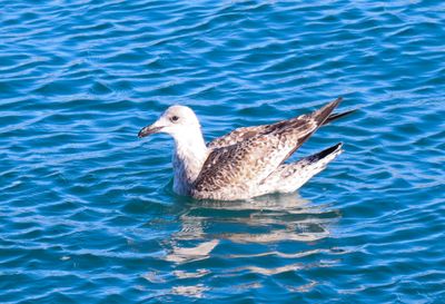 Seagull in the ocean.