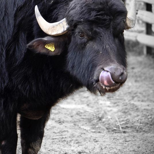 Bull in zoo