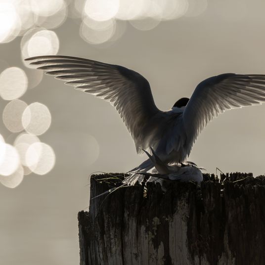 Sparkle and Tern
