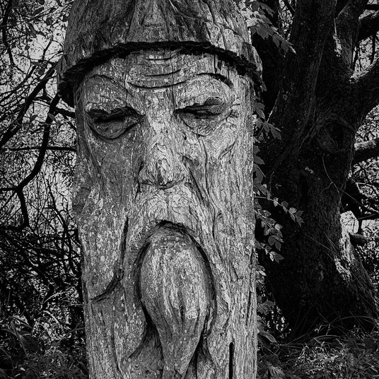 Old man of the forest