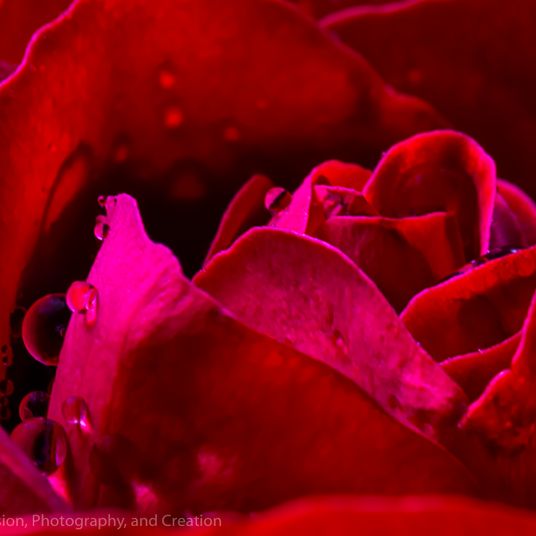 Dew Drop On Rose