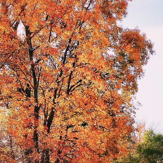 second summer for maple and oak trees