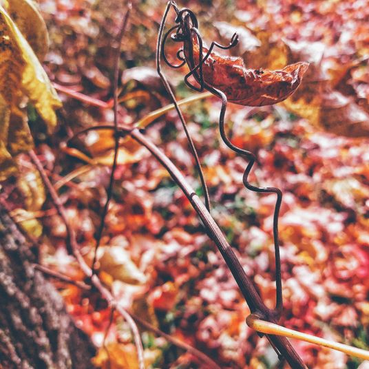 twisted grapevine