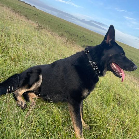 German Shepherd