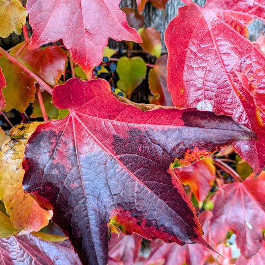 Colours of autumn