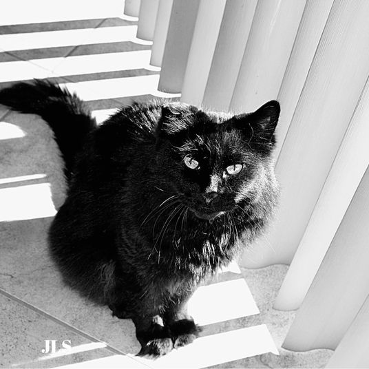 Black cat in black & white