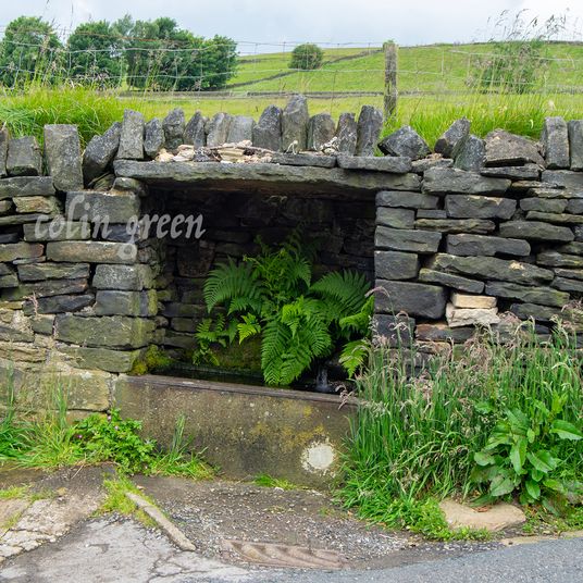 Stone Trough with a Fern