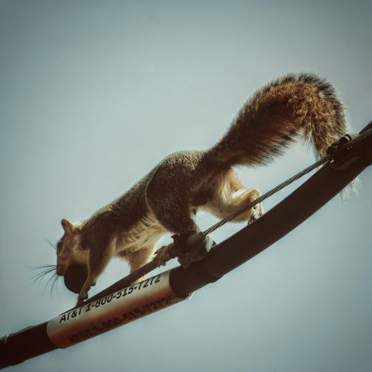 forrest gathering walnuts