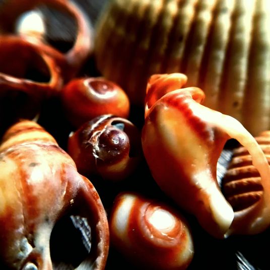 Macro seashells