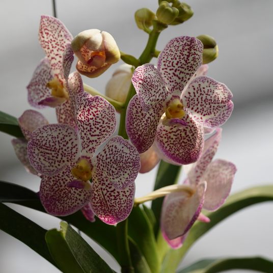 Orchid Flower