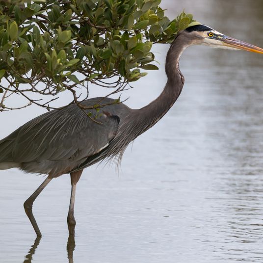 Patient Hunter: Tricolored Heron on the Watch