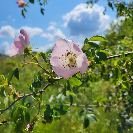 Eglantine