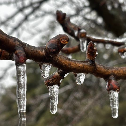 Branch Icicles