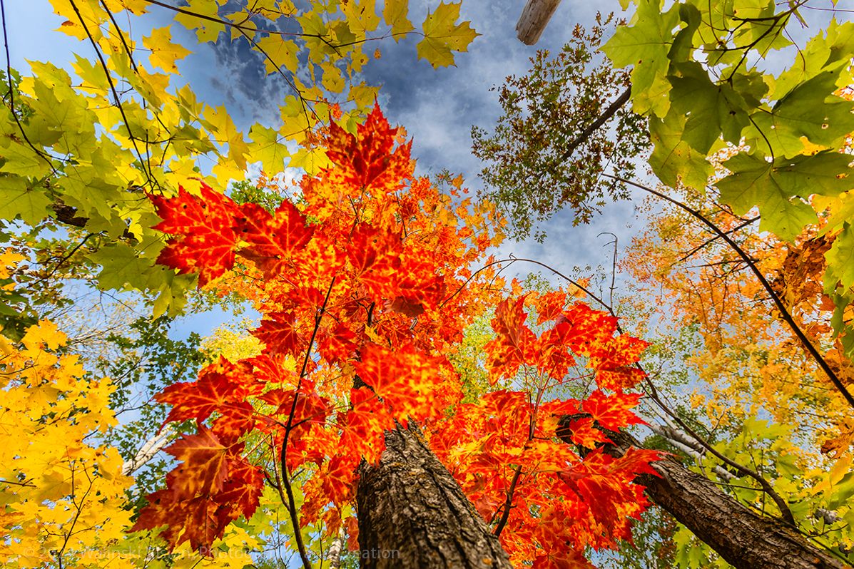 Autumn's Kaliedoscope by GigiWal | Clickasnap