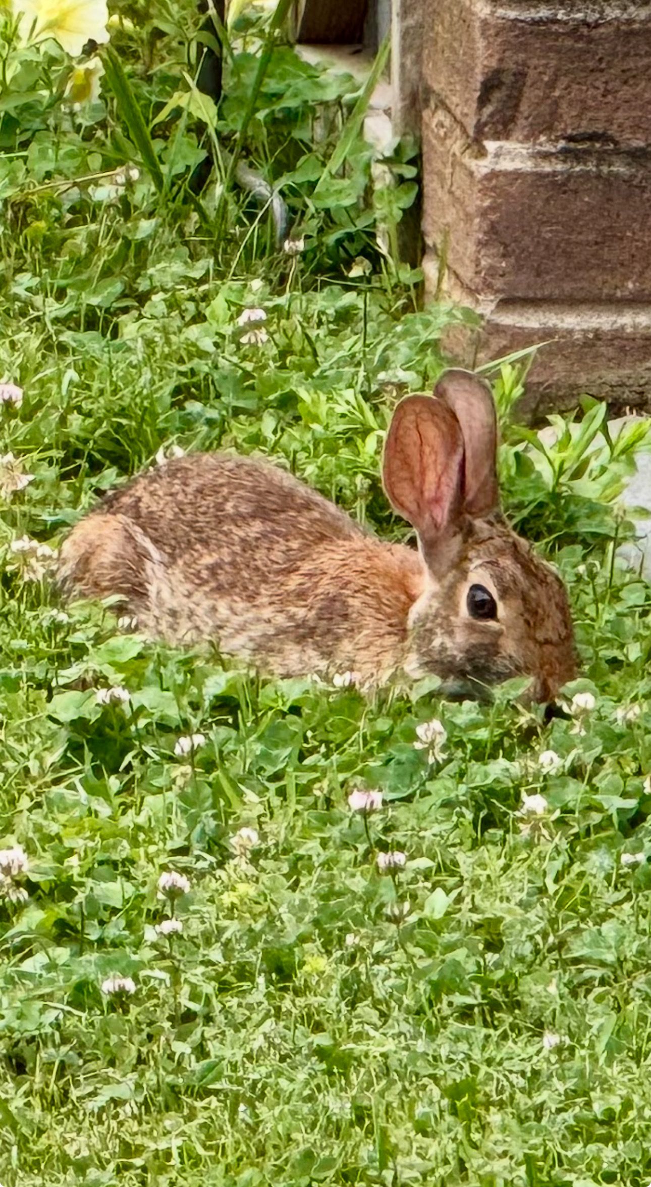 Eastern Cottontail Rabbit by faith59 | Clickasnap