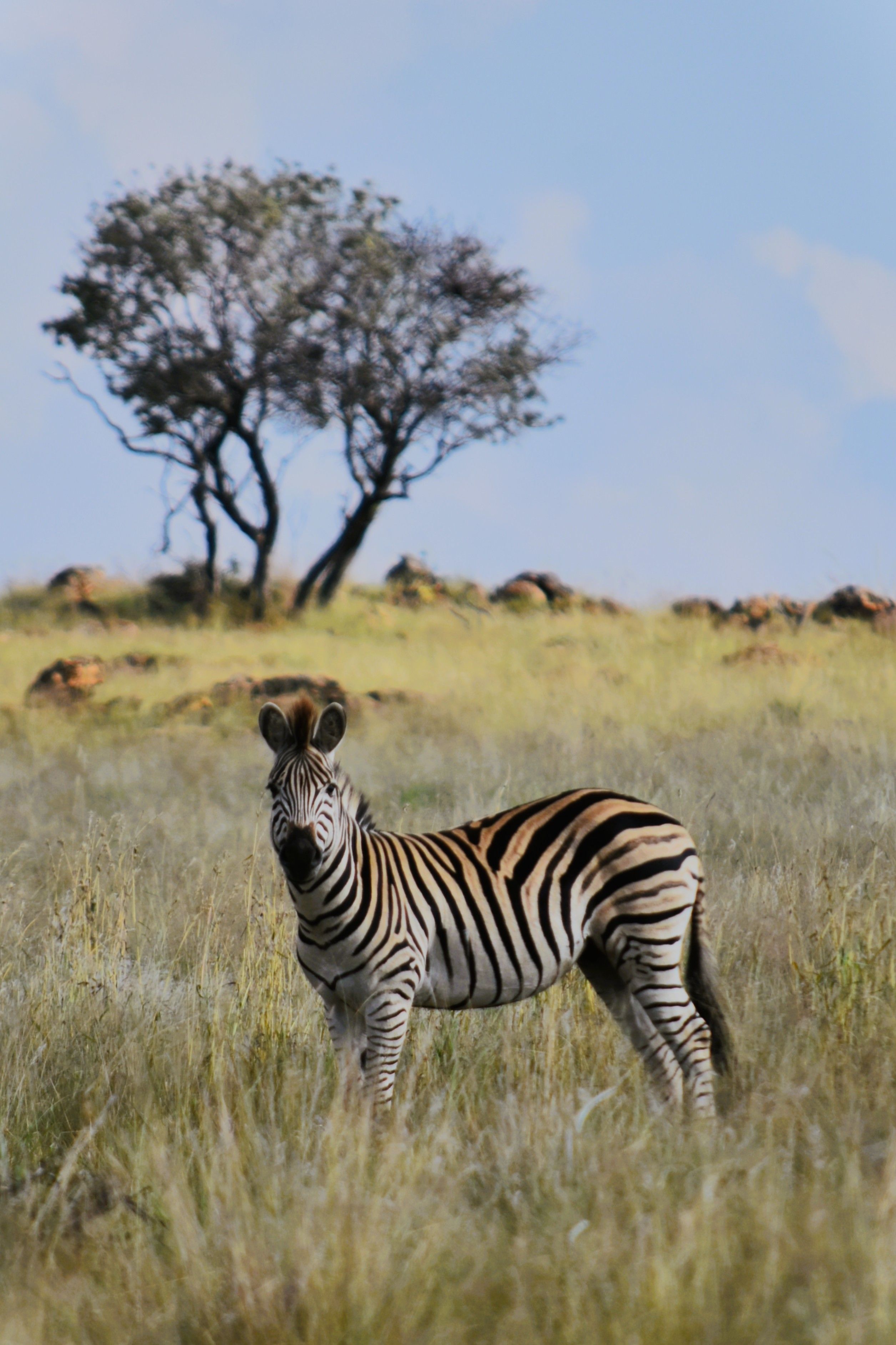 Zebra and a Tree by Jomanaru | Clickasnap