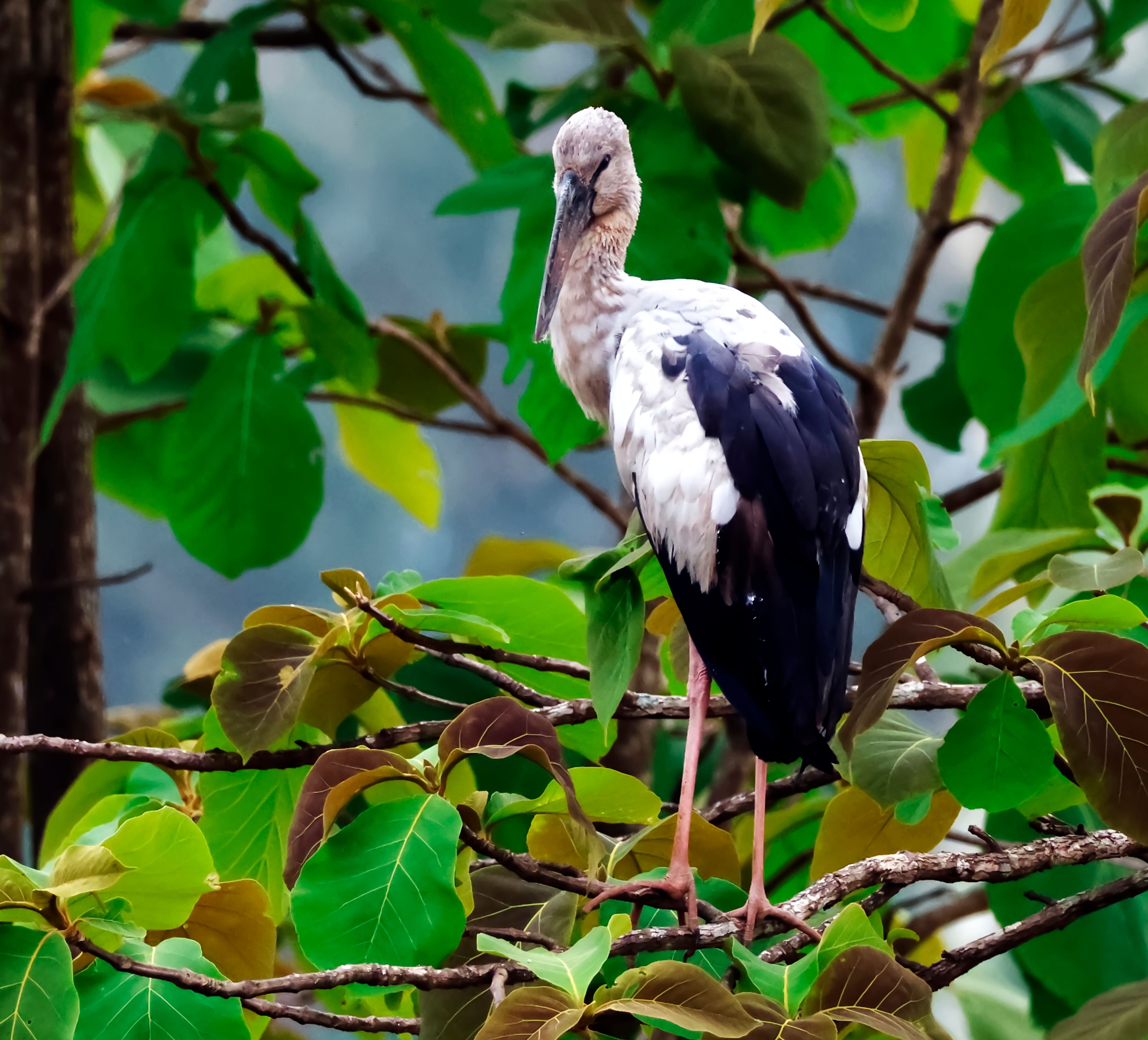 Asian Openbill Stork by CBdive | Clickasnap