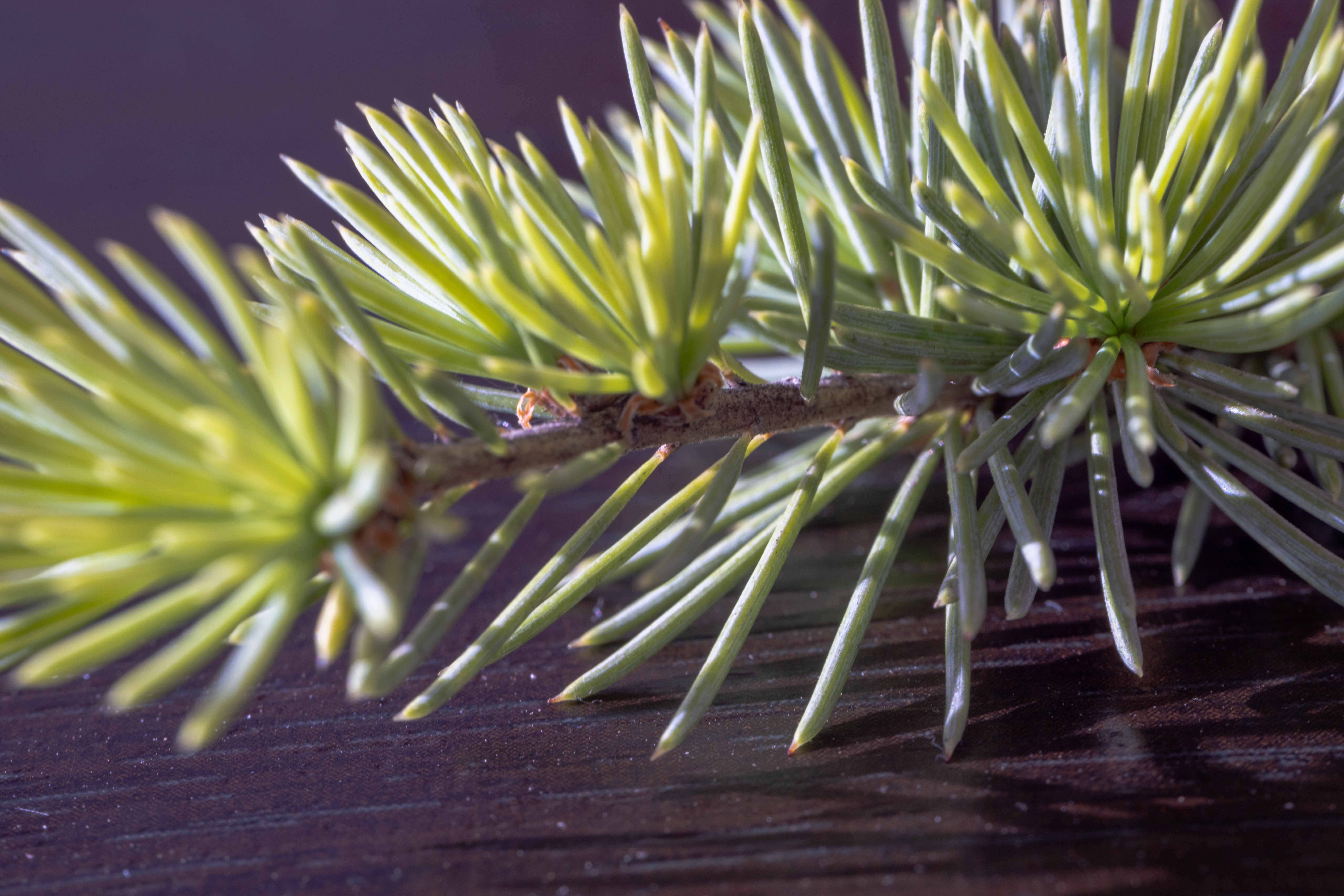 Macro shot of a pine branch with green needles by viton4ik | Clickasnap