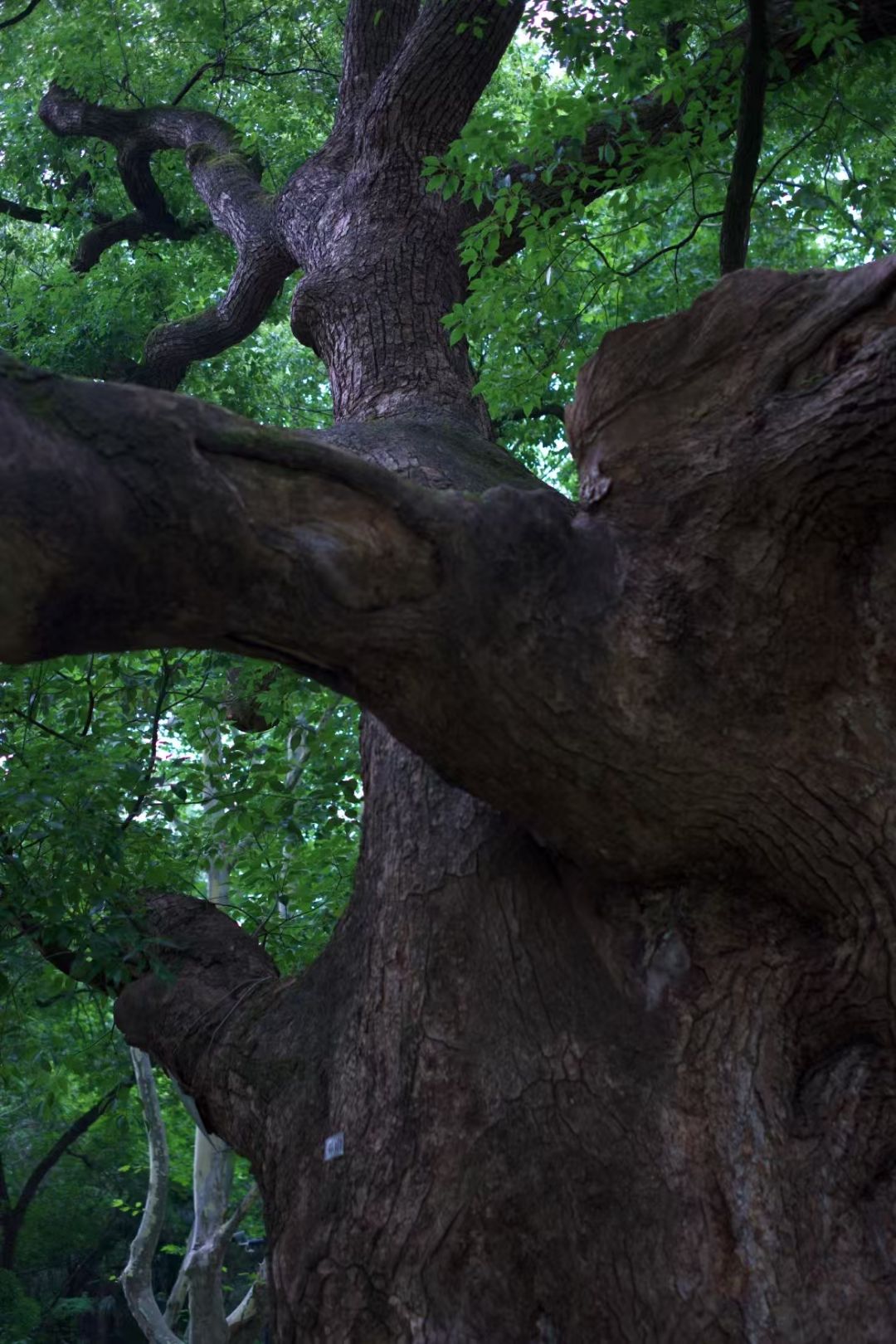 Tree by Resnar | Clickasnap