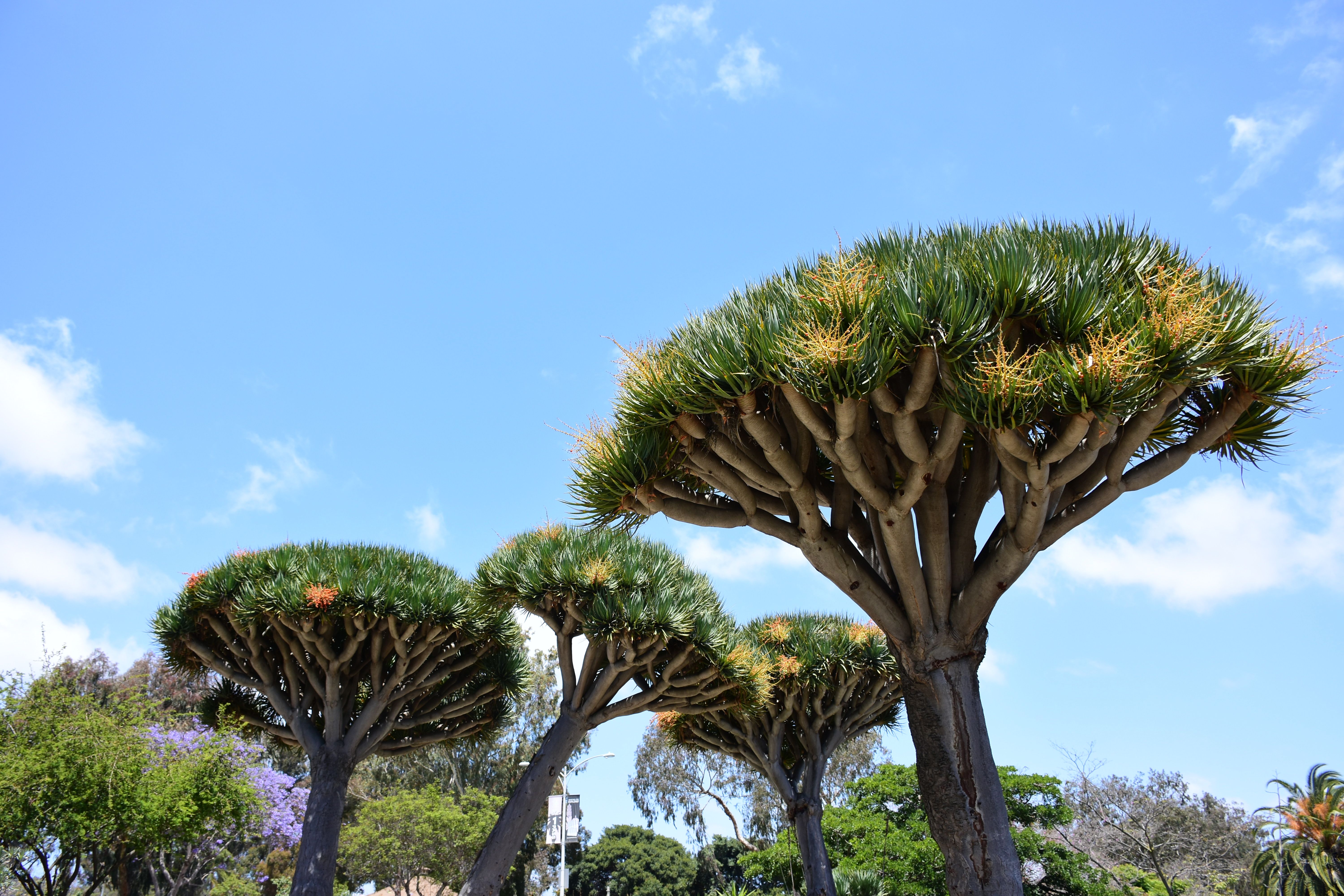 alien trees by kaimonster1969 | Clickasnap