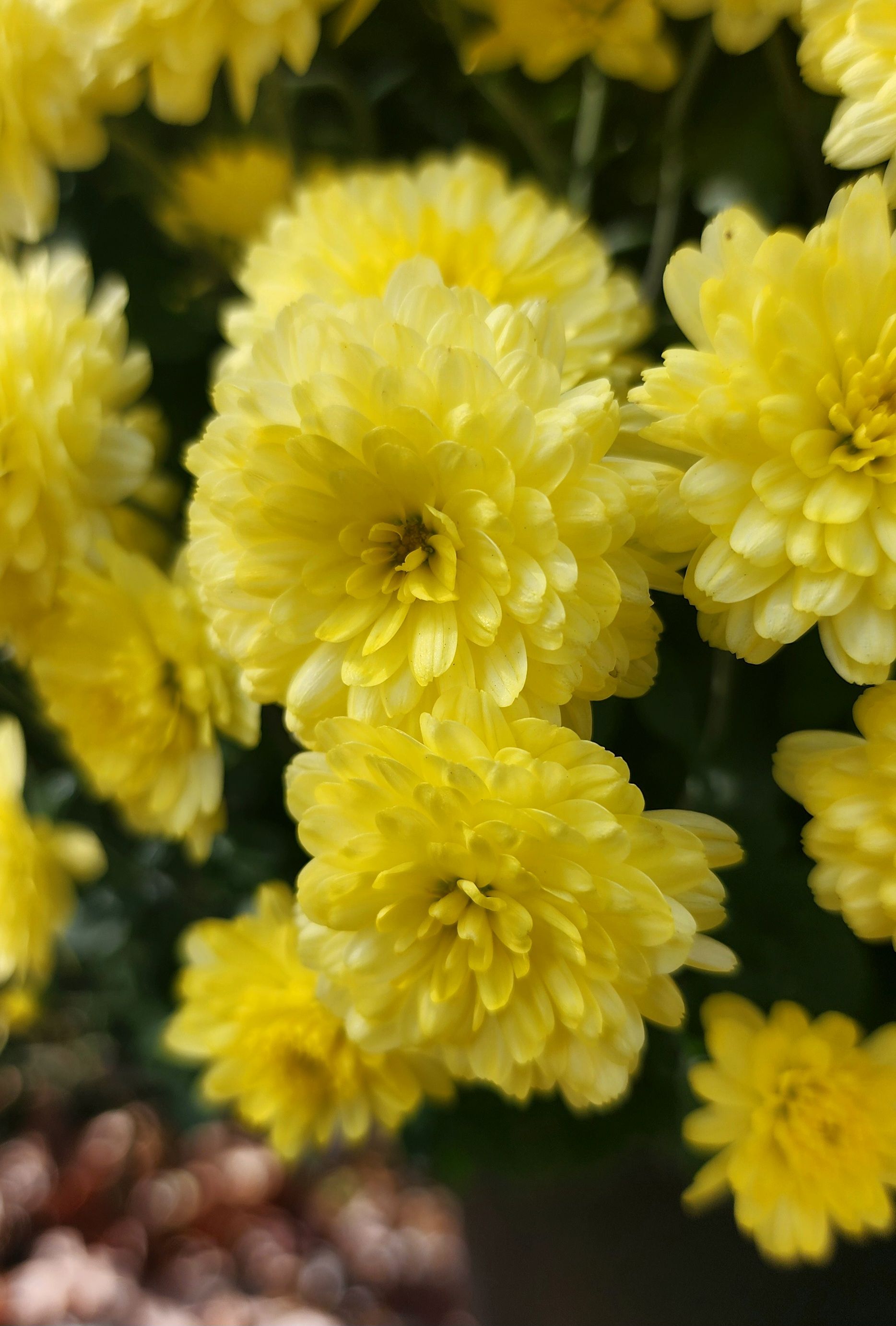 Mums the word 🙂 by belizeangirl | Clickasnap