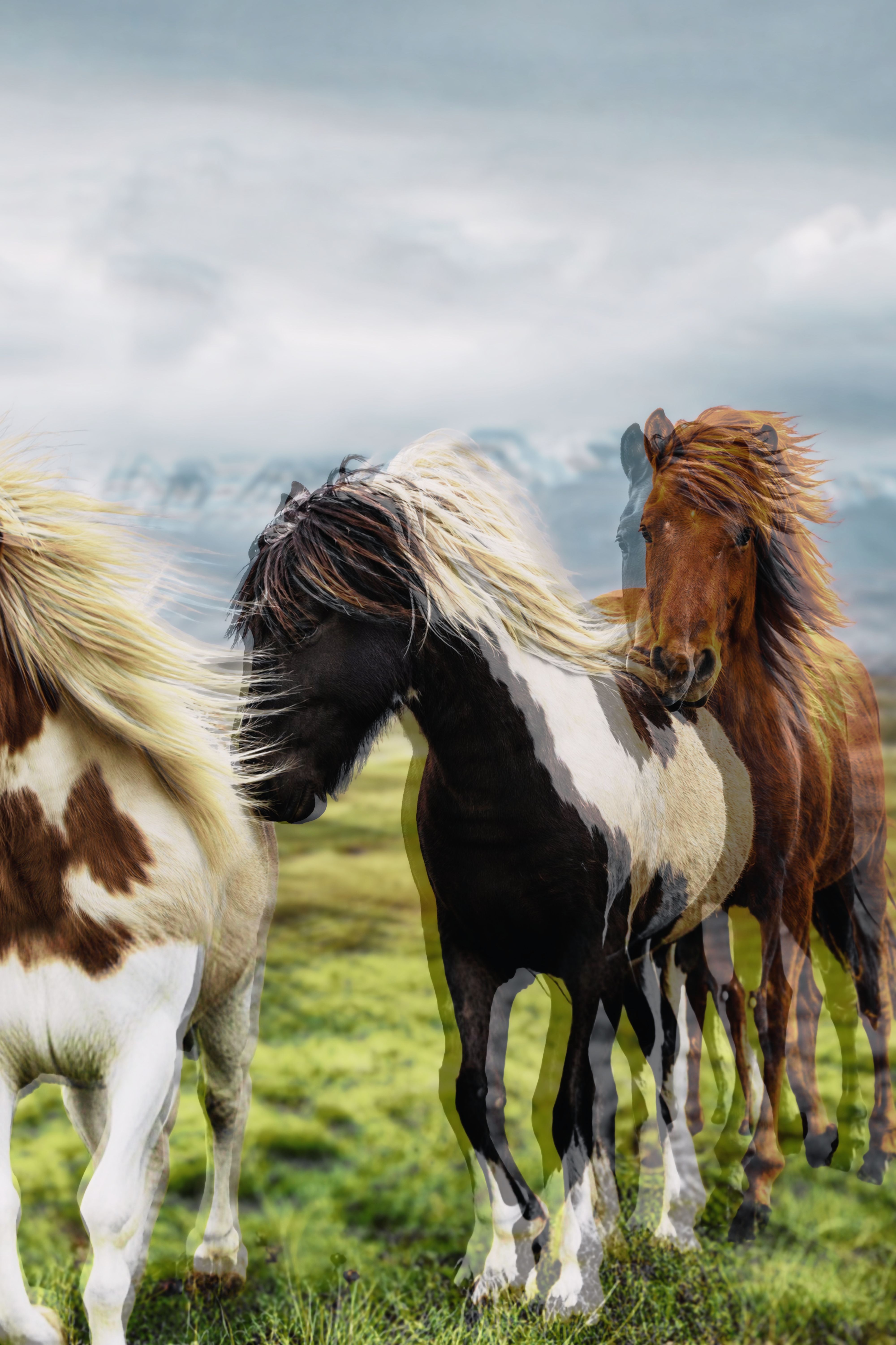 Icelandic Horses in Motion. by Haffi | Clickasnap