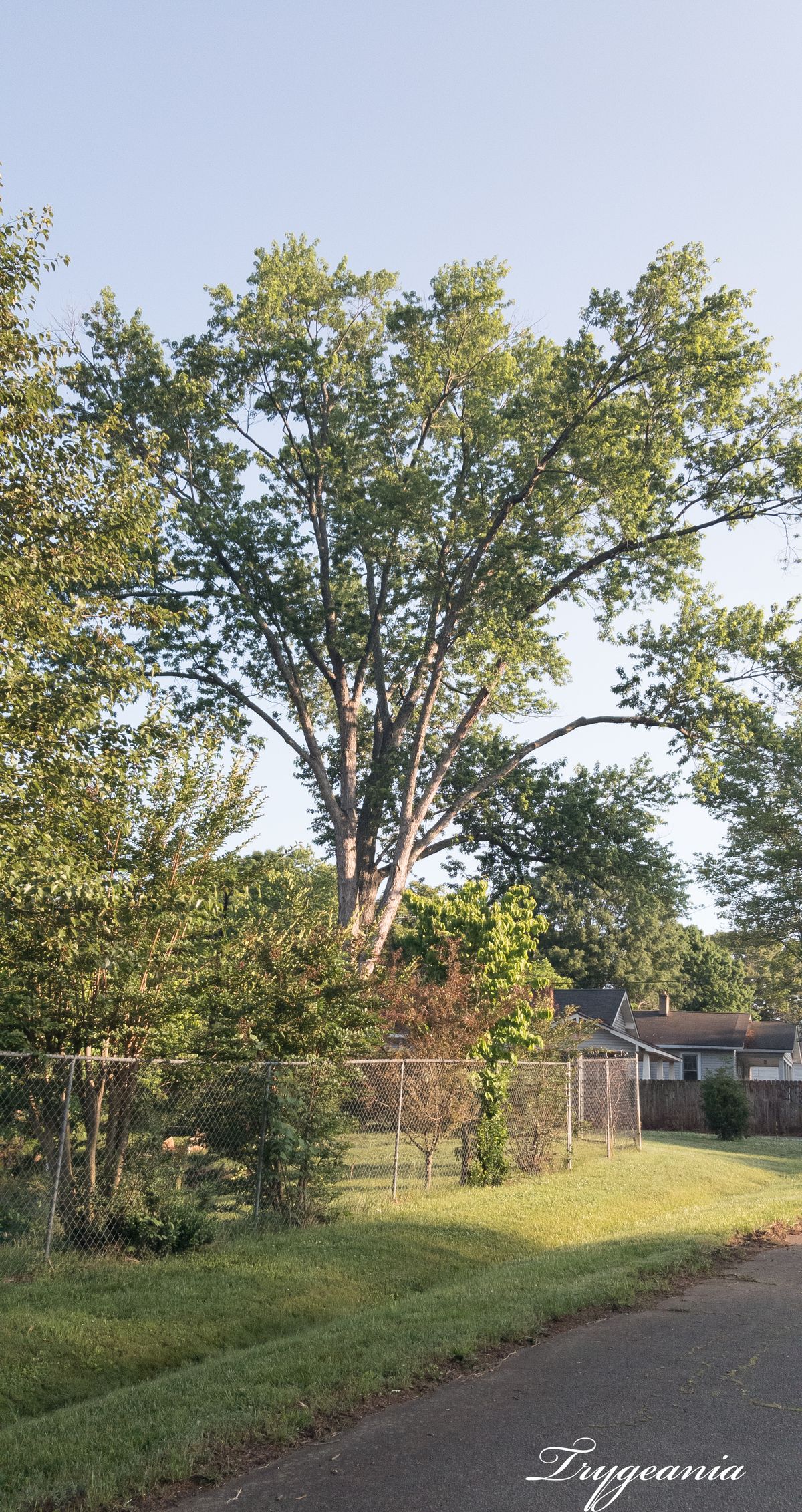 My neighbors tree by Lyfe_Photography | Clickasnap