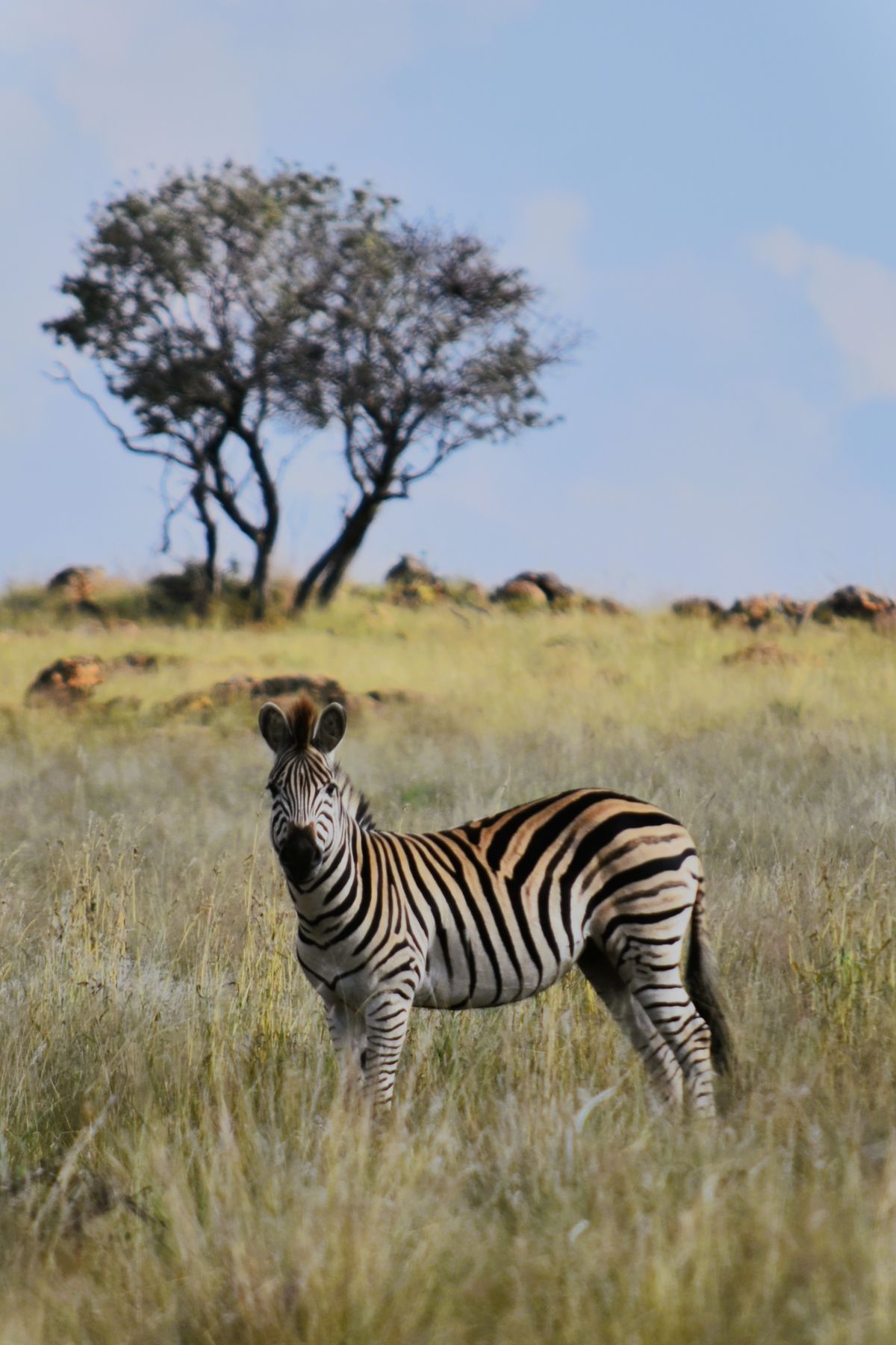 Zebra and a Tree by Jomanaru | Clickasnap