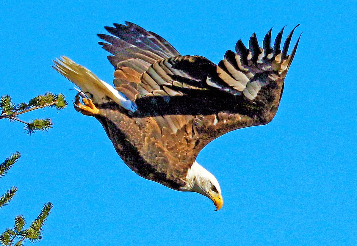 Bald Eagle Leaps from a Tree by intrepiddesigns | Clickasnap