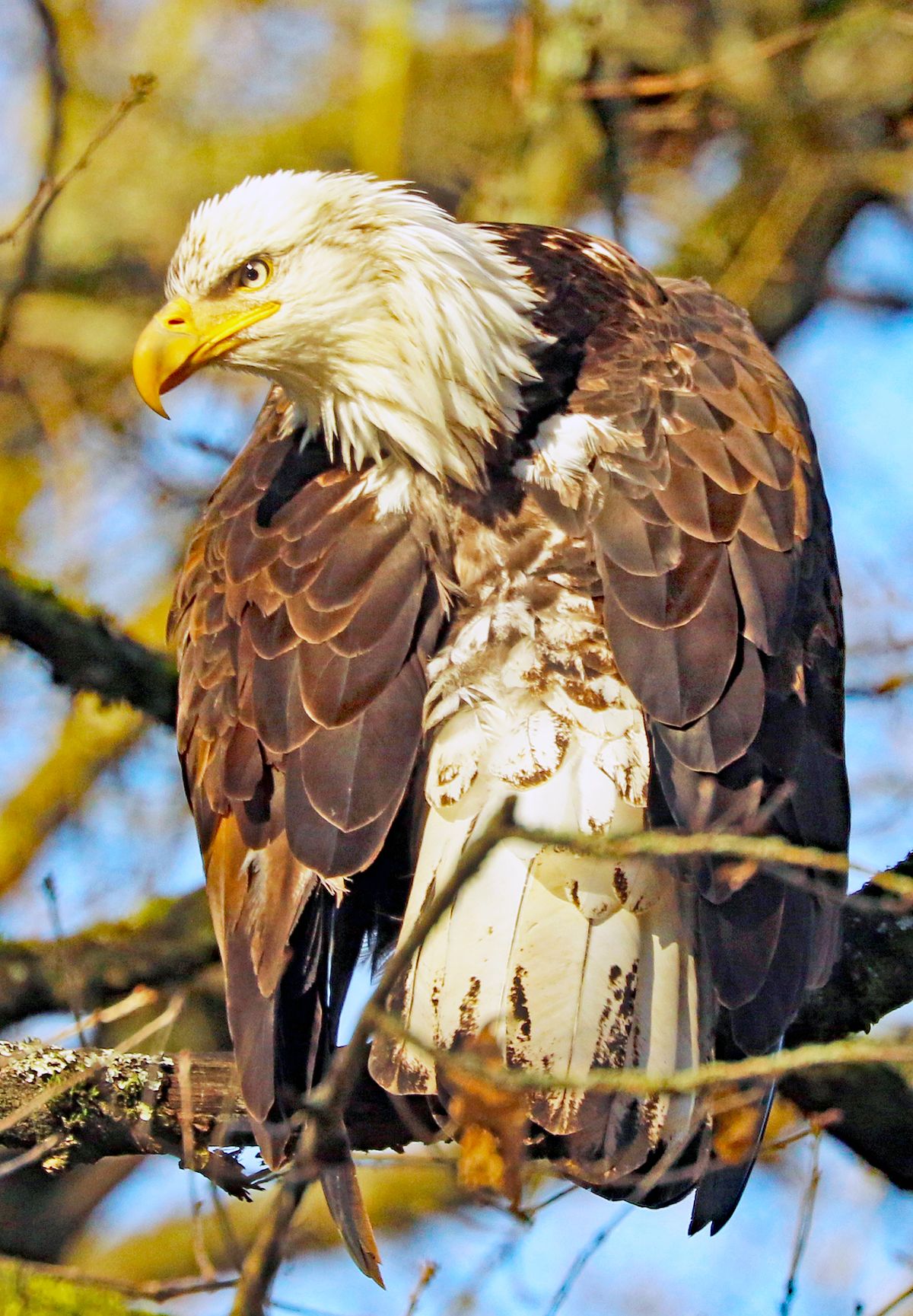 Bald Eagle During the Golden Hour by intrepiddesigns | Clickasnap