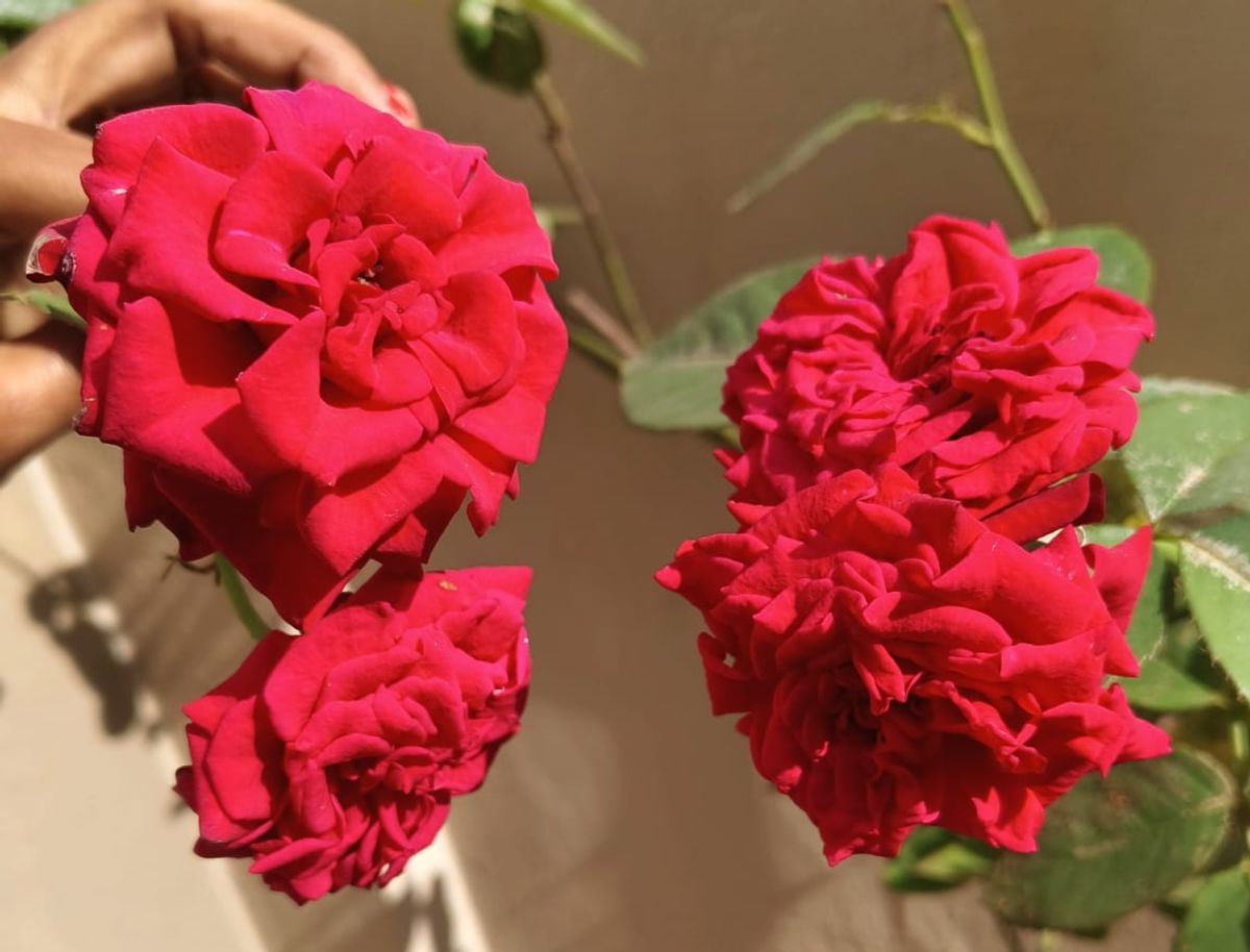 The Rising Roses by TAMIZHARASAN | Clickasnap